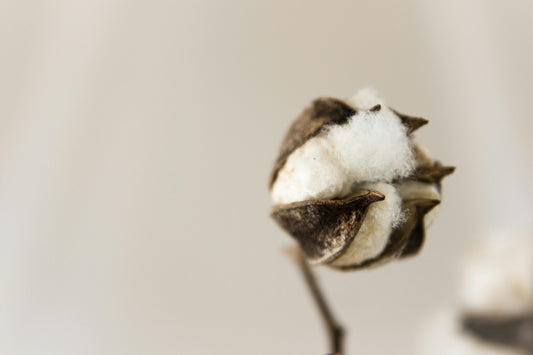 Cotton Futon Care Guide